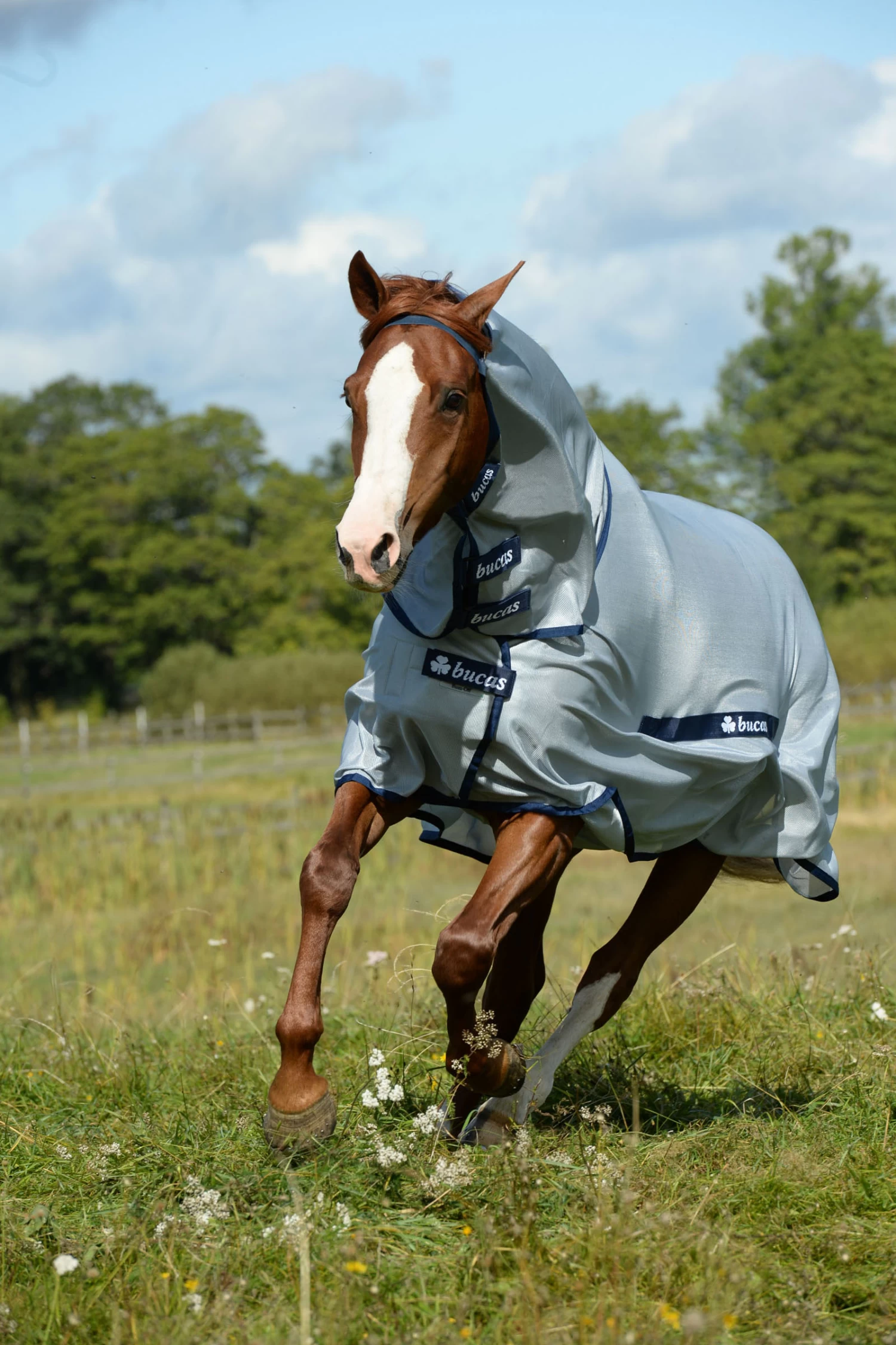 Bucas Buzz-off Full-Neck Fliegendecke Mit Festem Halsteil 4 Bucas Buzz-off Full-Neck Fliegendecke Mit Festem Halsteil – Bild 2