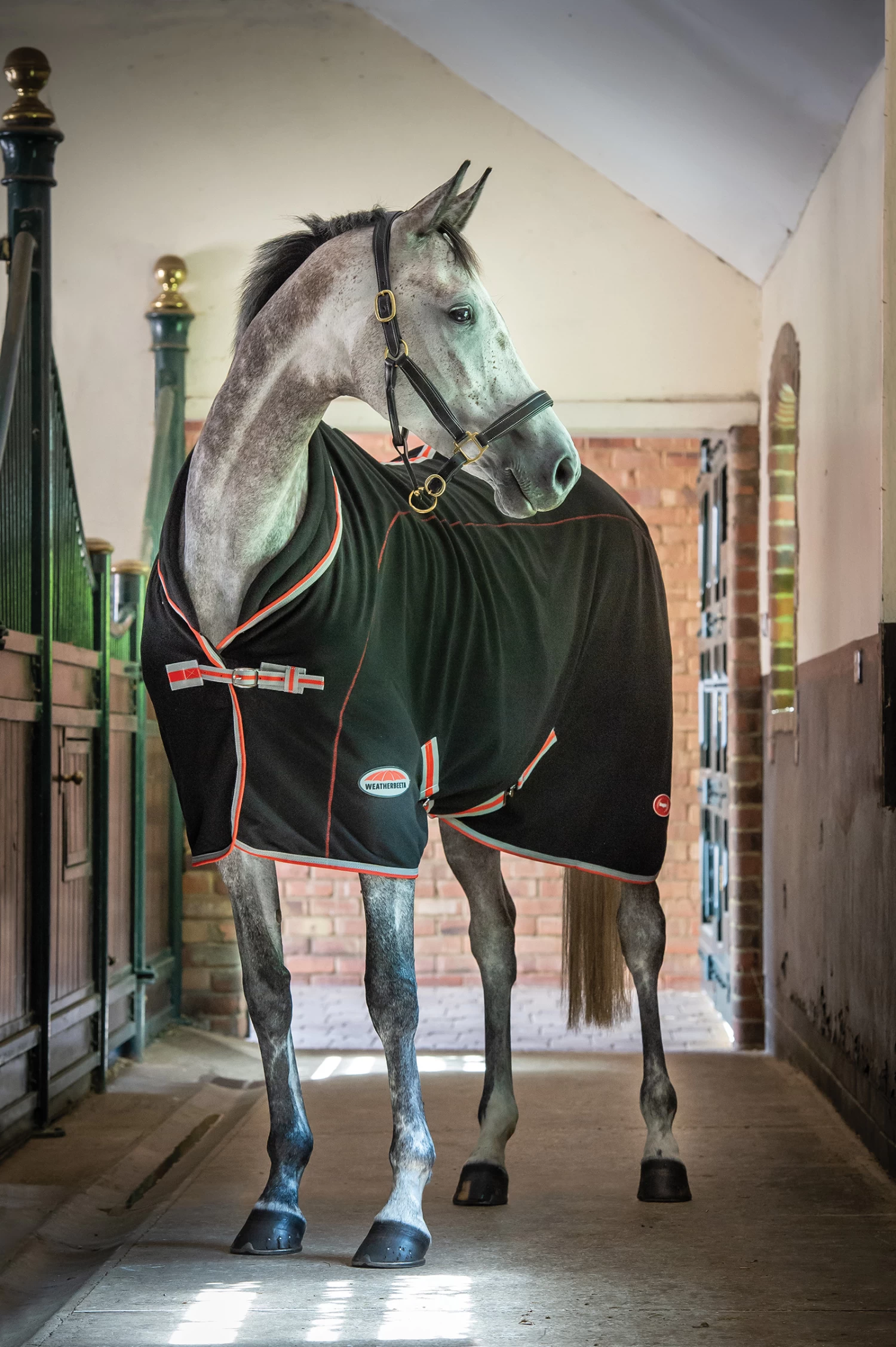 Weatherbeeta Therapy-Tec Decke Standard Neck 4 Weatherbeeta Therapy-Tec Decke Standard Neck – Bild 2