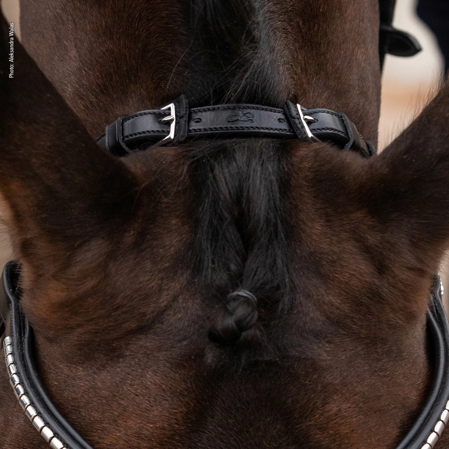 Schockemöhle Equitus Rho Genickstück 6 Schockemöhle Equitus Rho Genickstück – Bild 4