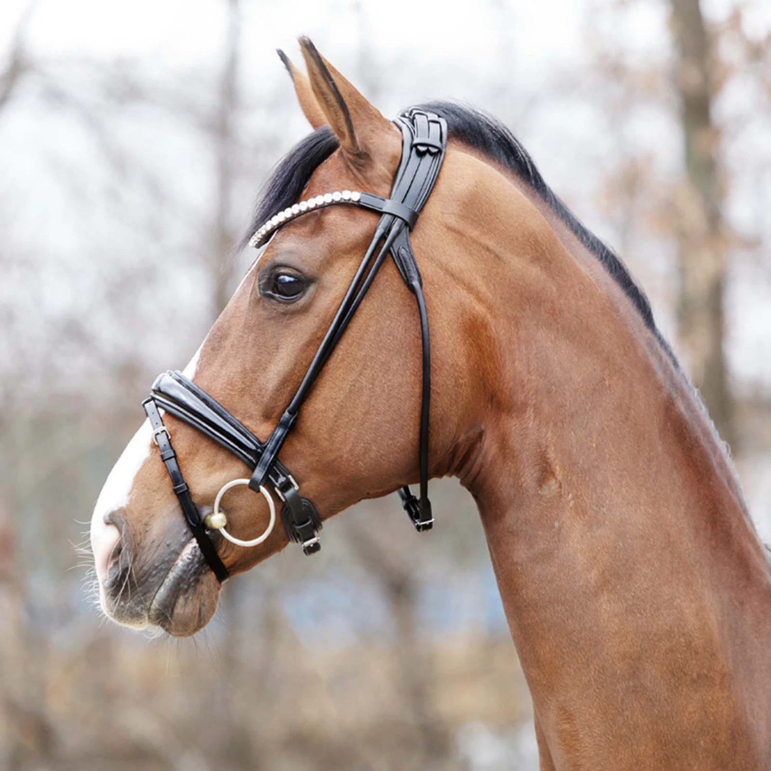 Kavalkade Florina KavalSH4 Trense 4 Kavalkade Florina KavalSH4 Trense – Bild 2