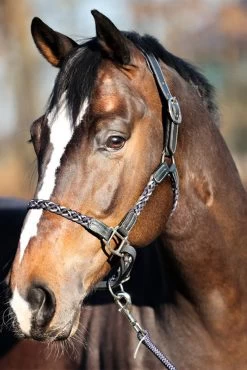 Kavalkade Tessa Flechthalfter -Reitsportbedarf 337438 ANT DB WH 04