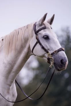 F.R.A. Imperial Hackamore Zaum, Shire -Reitsportbedarf 340177 BR 2