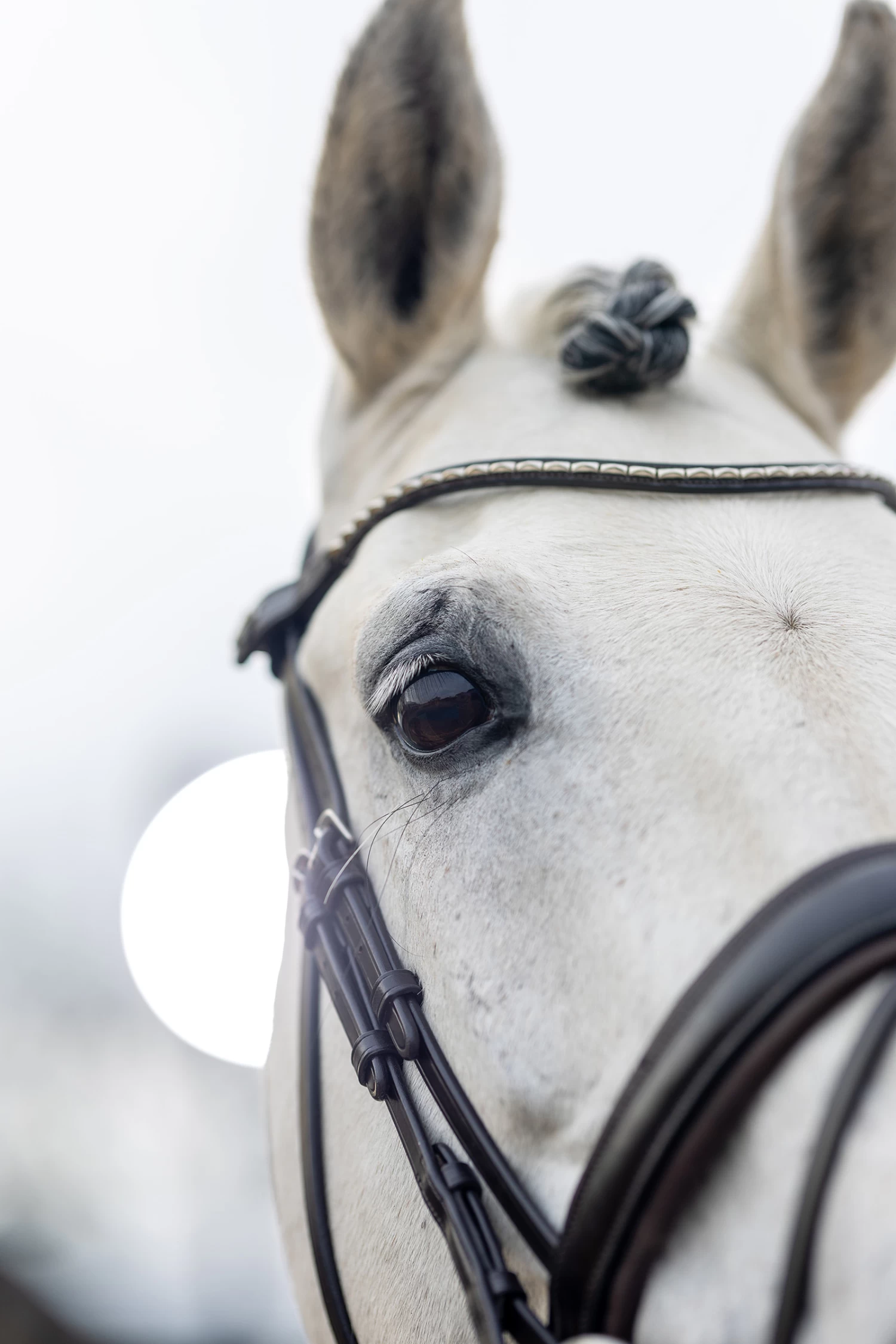 LeMieux Classic Dressurtrense 10 LeMieux Classic Dressurtrense – Bild 8