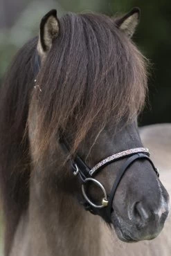 Kavalkade Ferskja Englisches Reithalfter Für Aradis Islandtrense 7 Kavalkade Ferskja Englisches Reithalfter Für Aradis Islandtrense -Reitsportbedarf 344080 BL 3