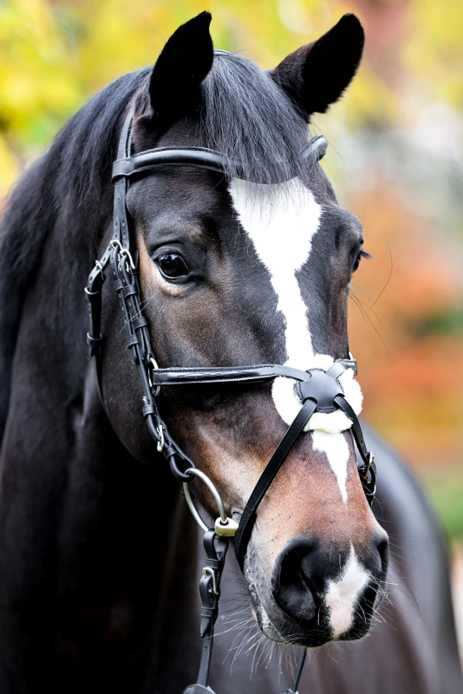 Kavalkade Proline Diego Mexikanische Trense 3 Kavalkade Proline Diego Mexikanische Trense