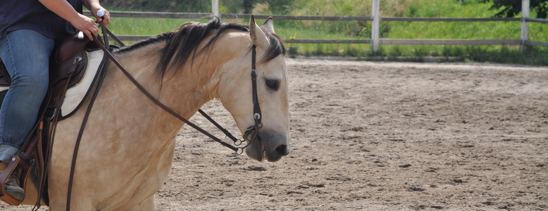 Reitsportbedarf -Reitsportbedarf horse 1010812 1920